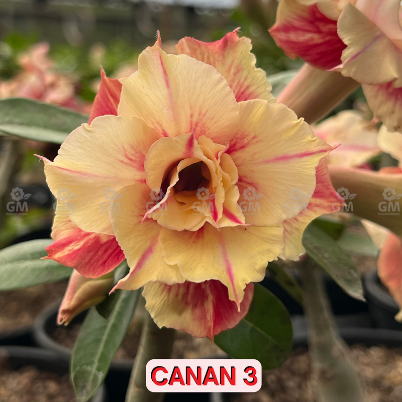 0118 - Rosa do Deserto - CANAN 3 ( PERFUMADA )