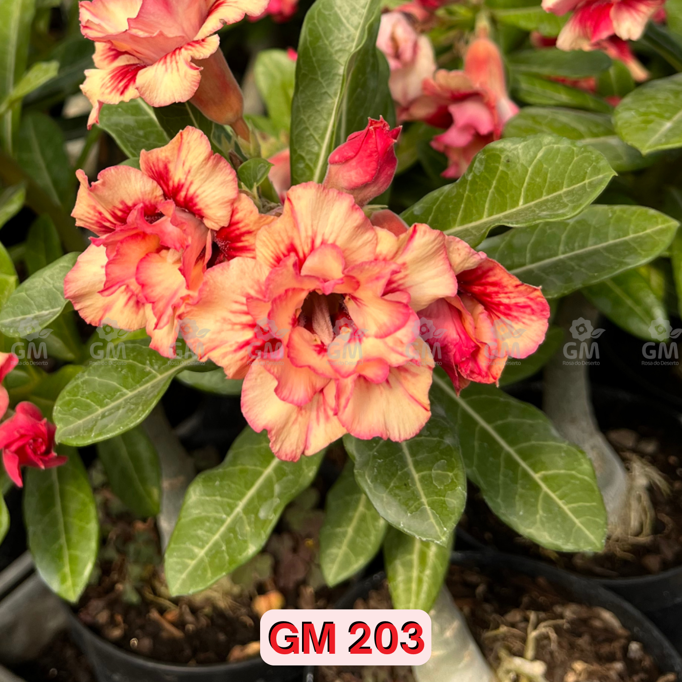 0209 - Rosa do Deserto- GM 203
