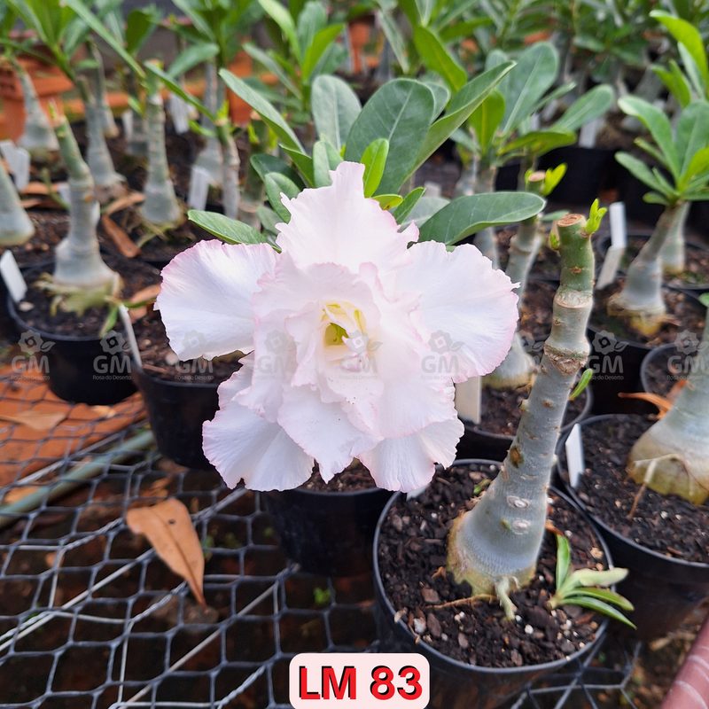 0250 - Rosa do Deserto - LM 83