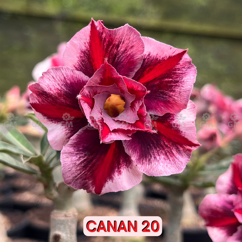 0120 - Rosa do Deserto - CANAN 20