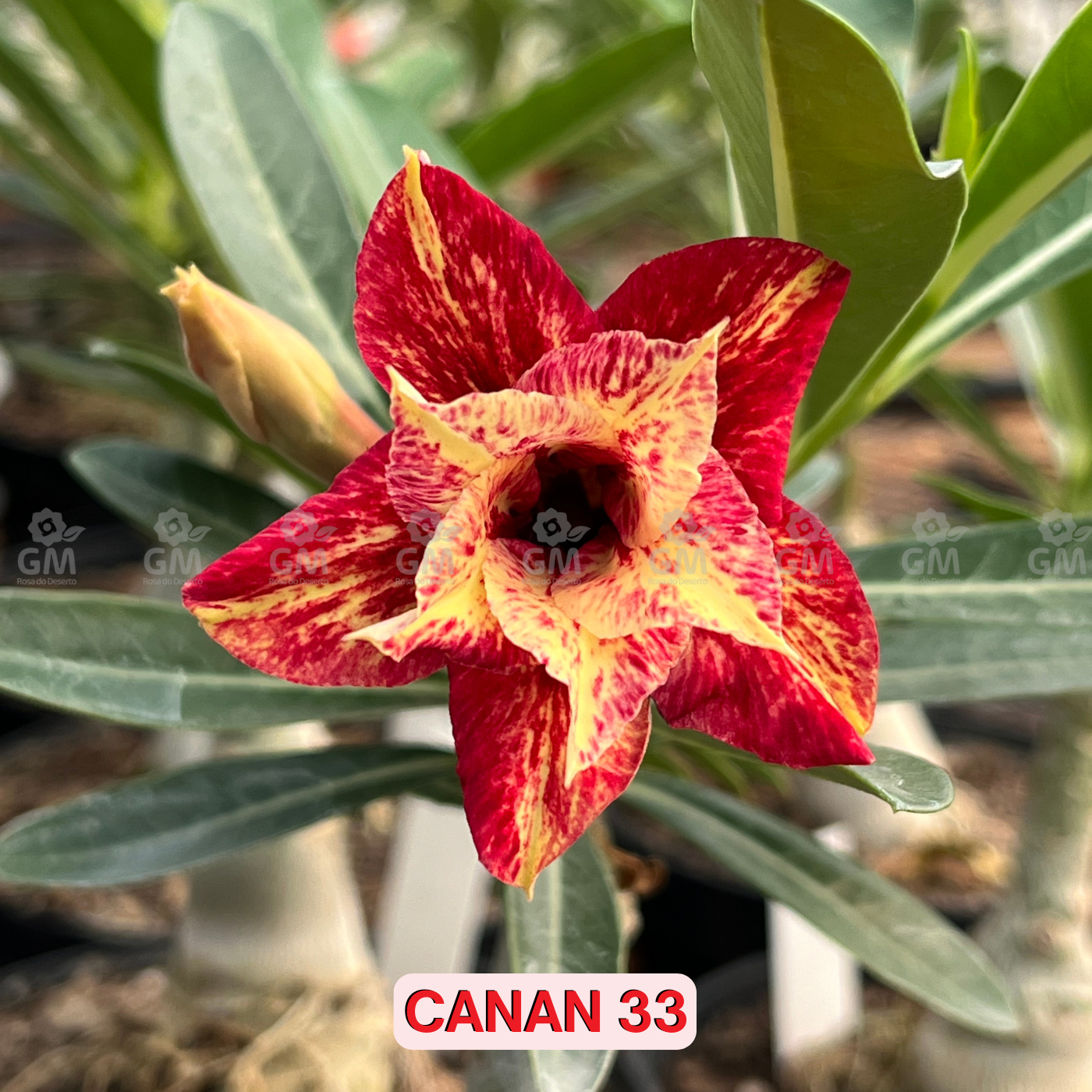 0137 - Rosa do Deserto - CANAN 33