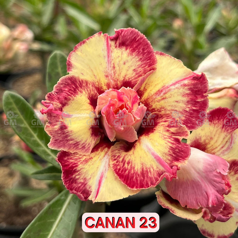 0130 - Rosa do Deserto - CANAN 23