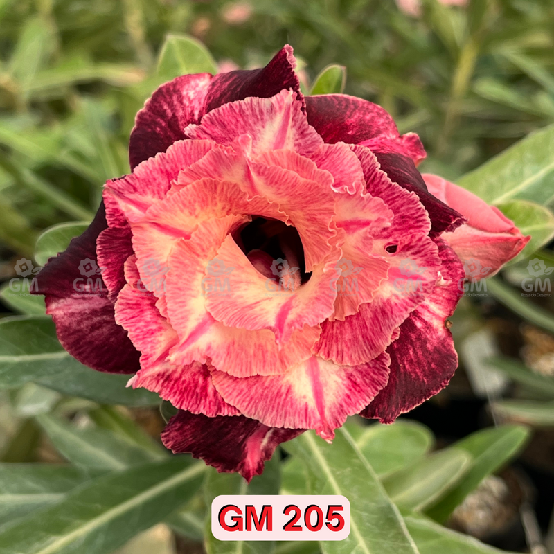 0211 - Rosa do Deserto - GM 205 ( PERFUMADA )