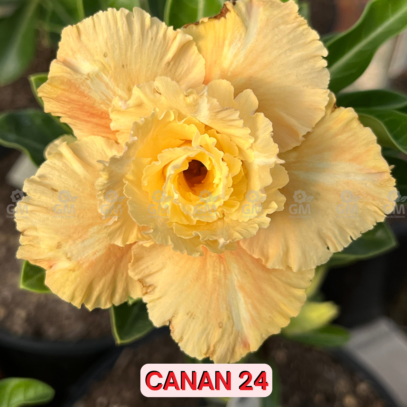 0294- Rosa do Deserto - CANAN 24 ( PERFUMADA )