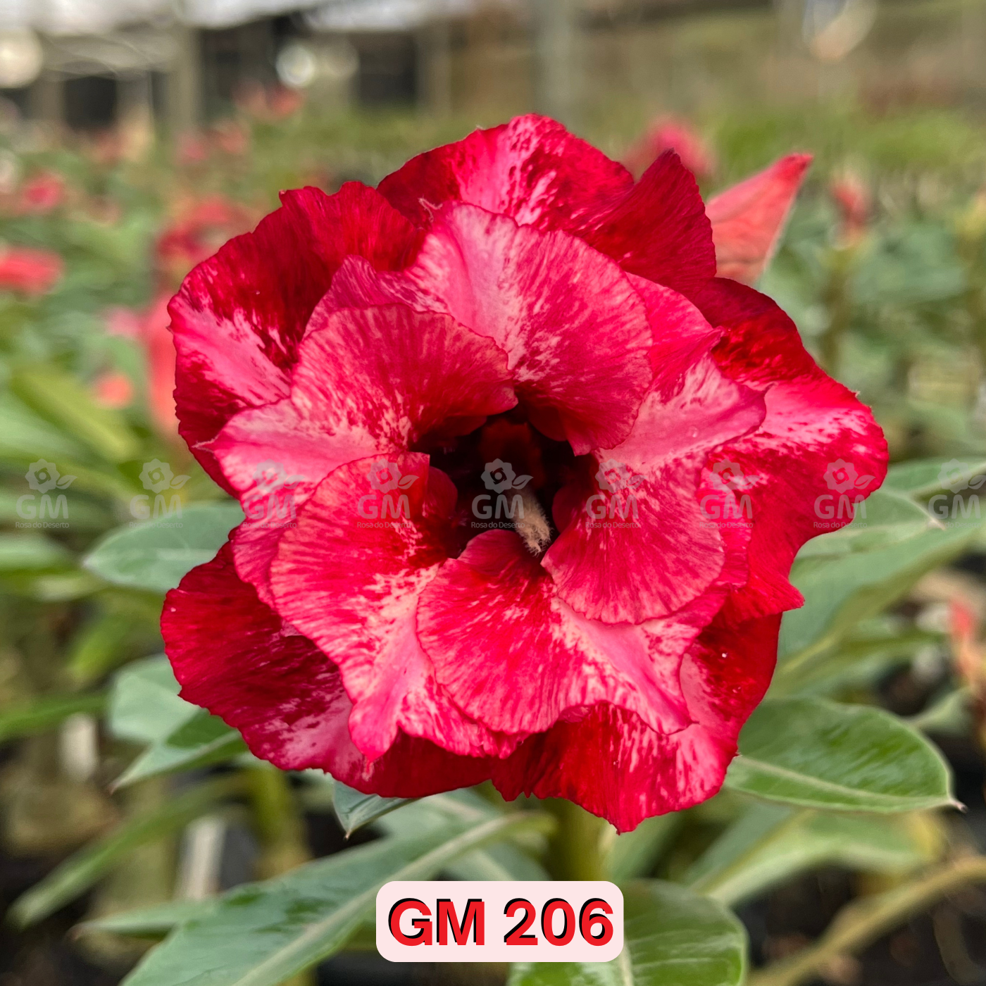 0204 - Rosa do Deserto - GM 206