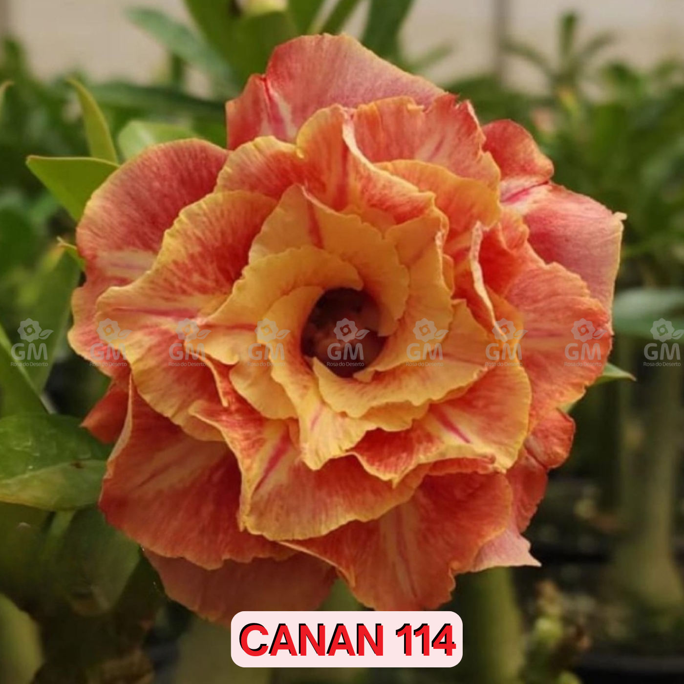 0133 - Rosa do Deserto- CANAN 114 (PERFUMADA)