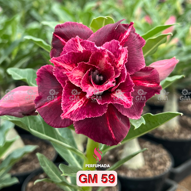 0200 - Rosa do Deserto- GM 59 ( PERFUMADA )