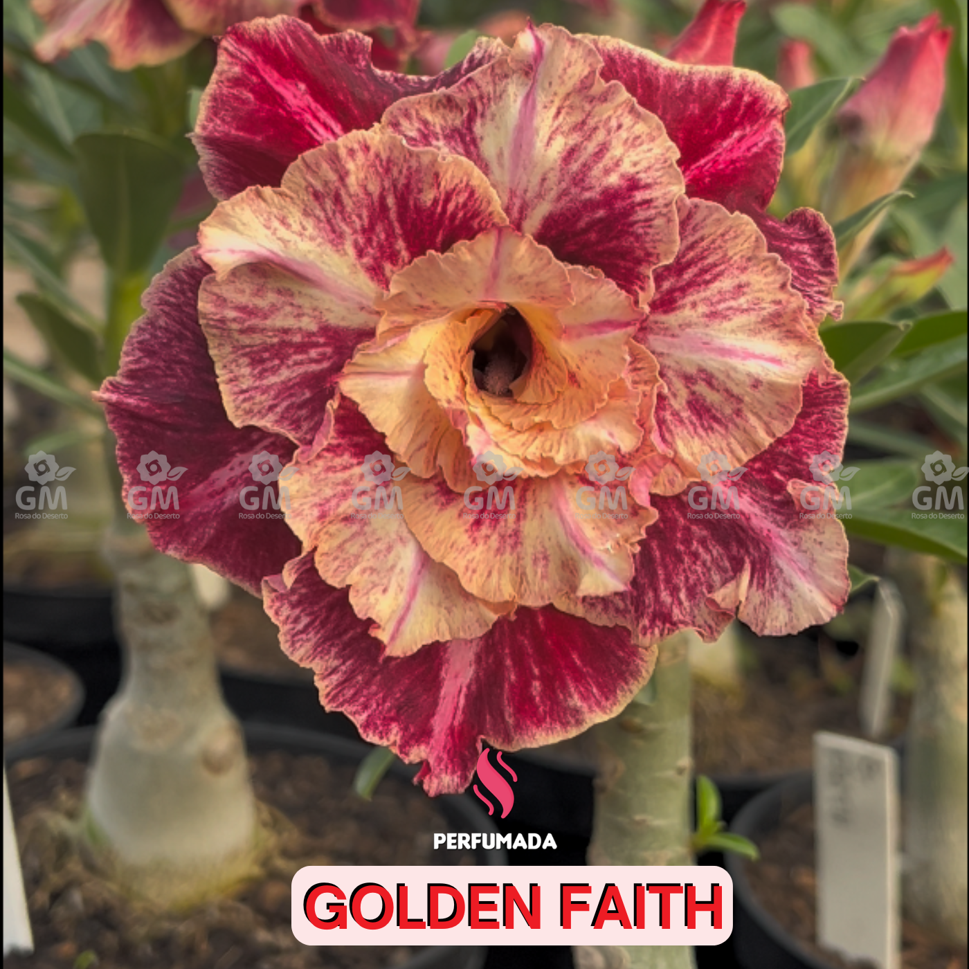 0095 - Rosa do Deserto - GOLDEN FAITH ( PERFUMADA )