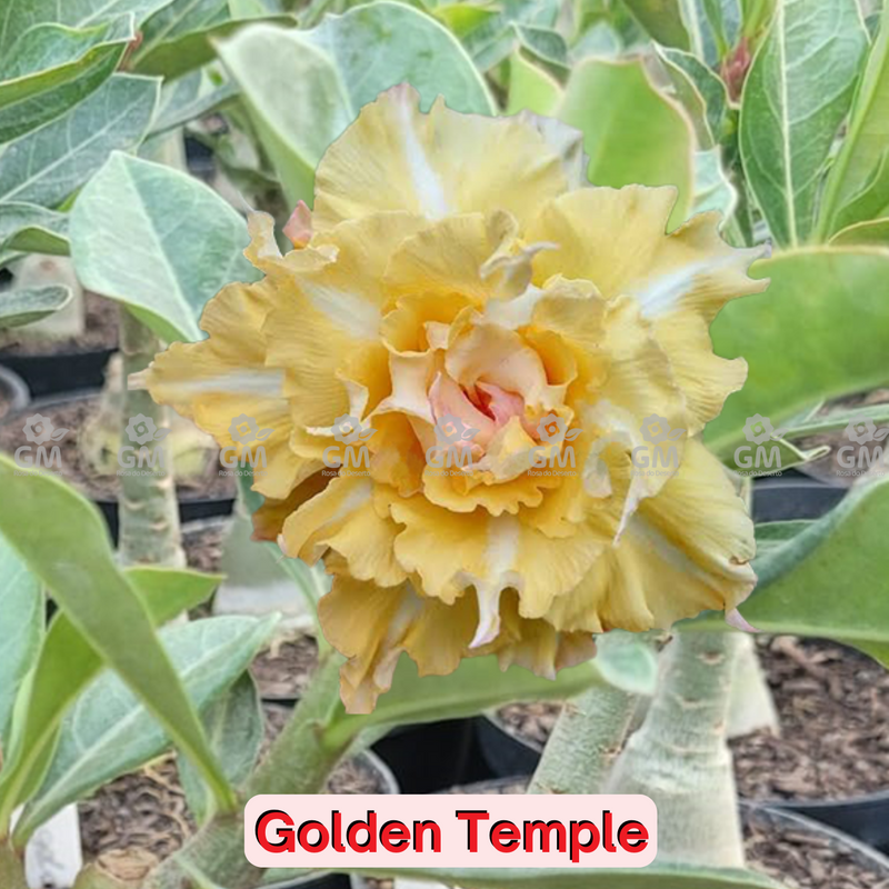 0059 - Rosa do Deserto - GOLDEN TEMPLE