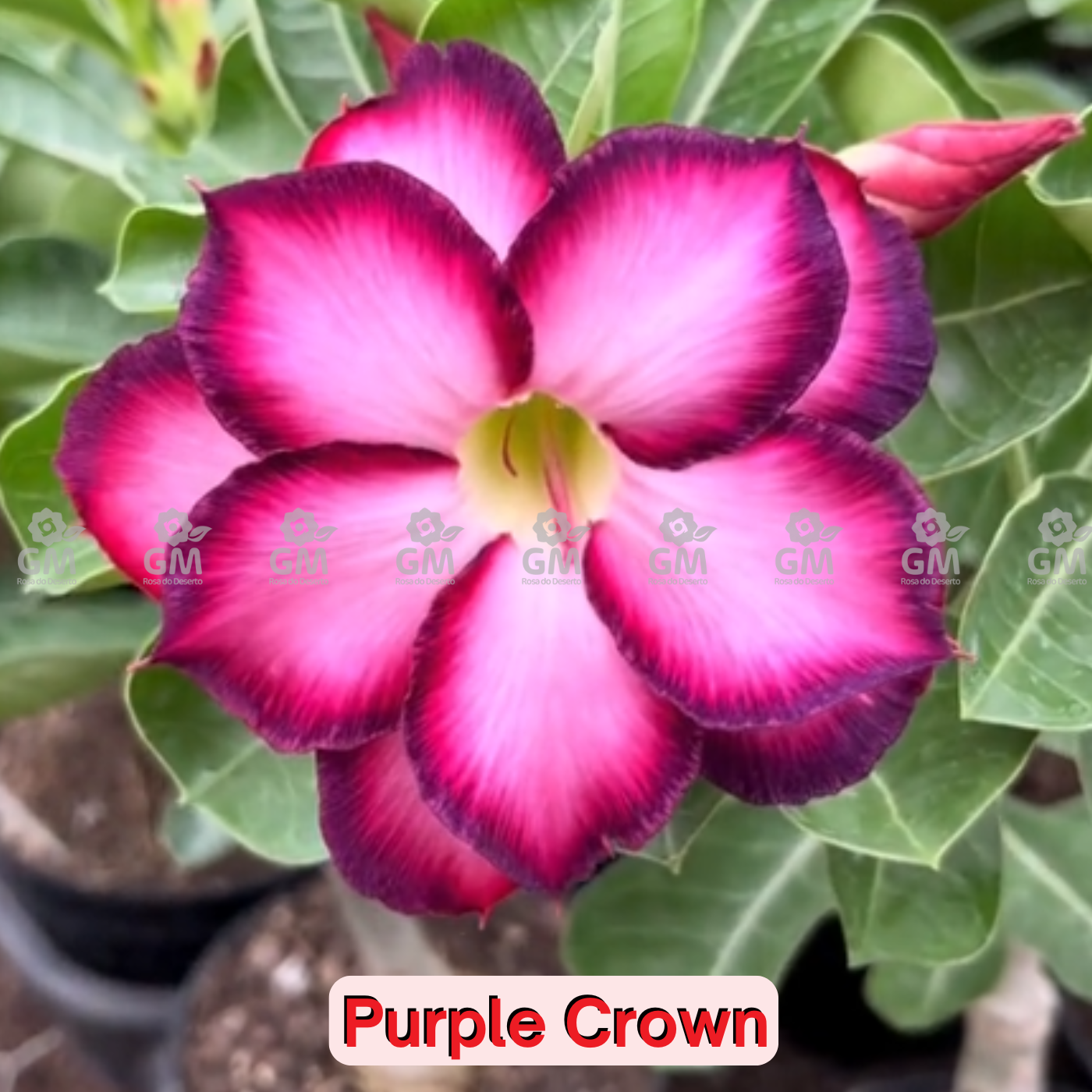 0032 - Rosa do Deserto- PURPLE CROWN