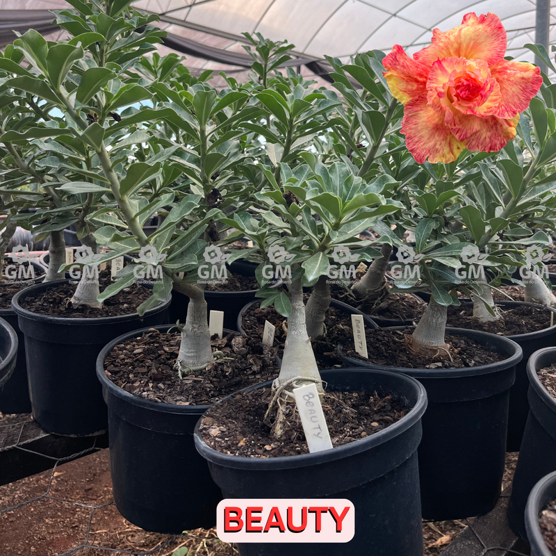 Rosa do Deserto - ENXERTO ADULTO BEAUTY