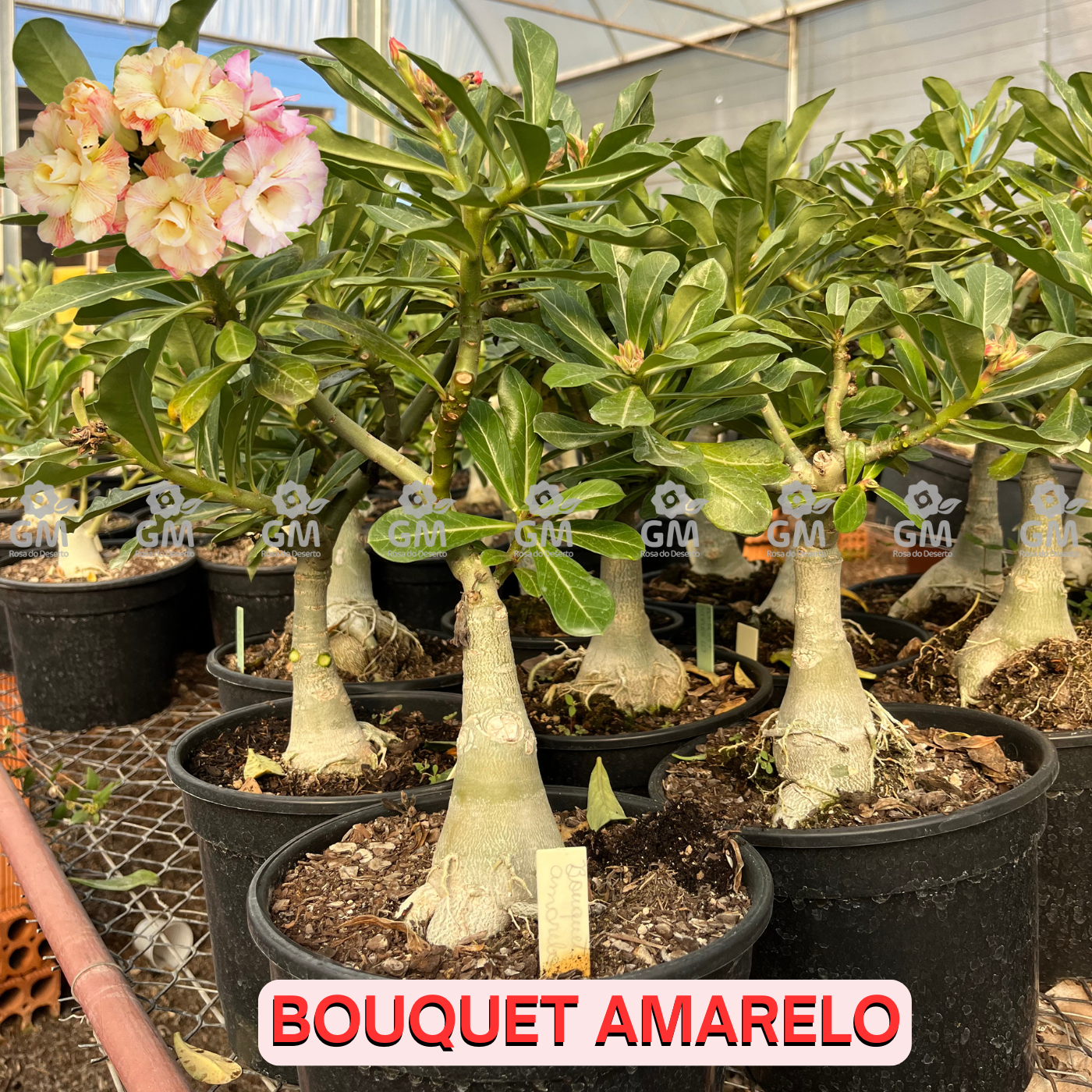 Rosa do Deserto - ENXERTO ADULTO -  BOUQUET AMARELO