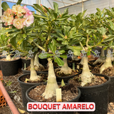 Rosa do Deserto - ENXERTO ADULTO -  BOUQUET AMARELO