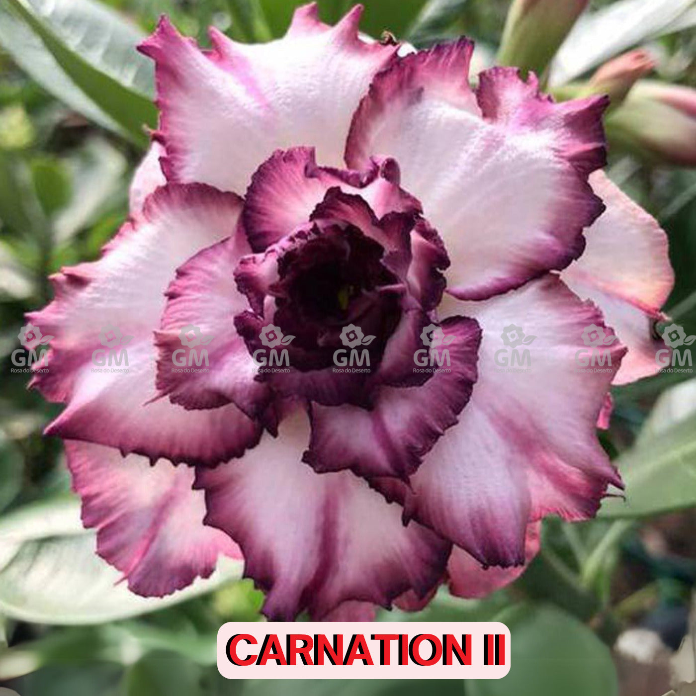 - Rosa do Deserto - CARNATION II
