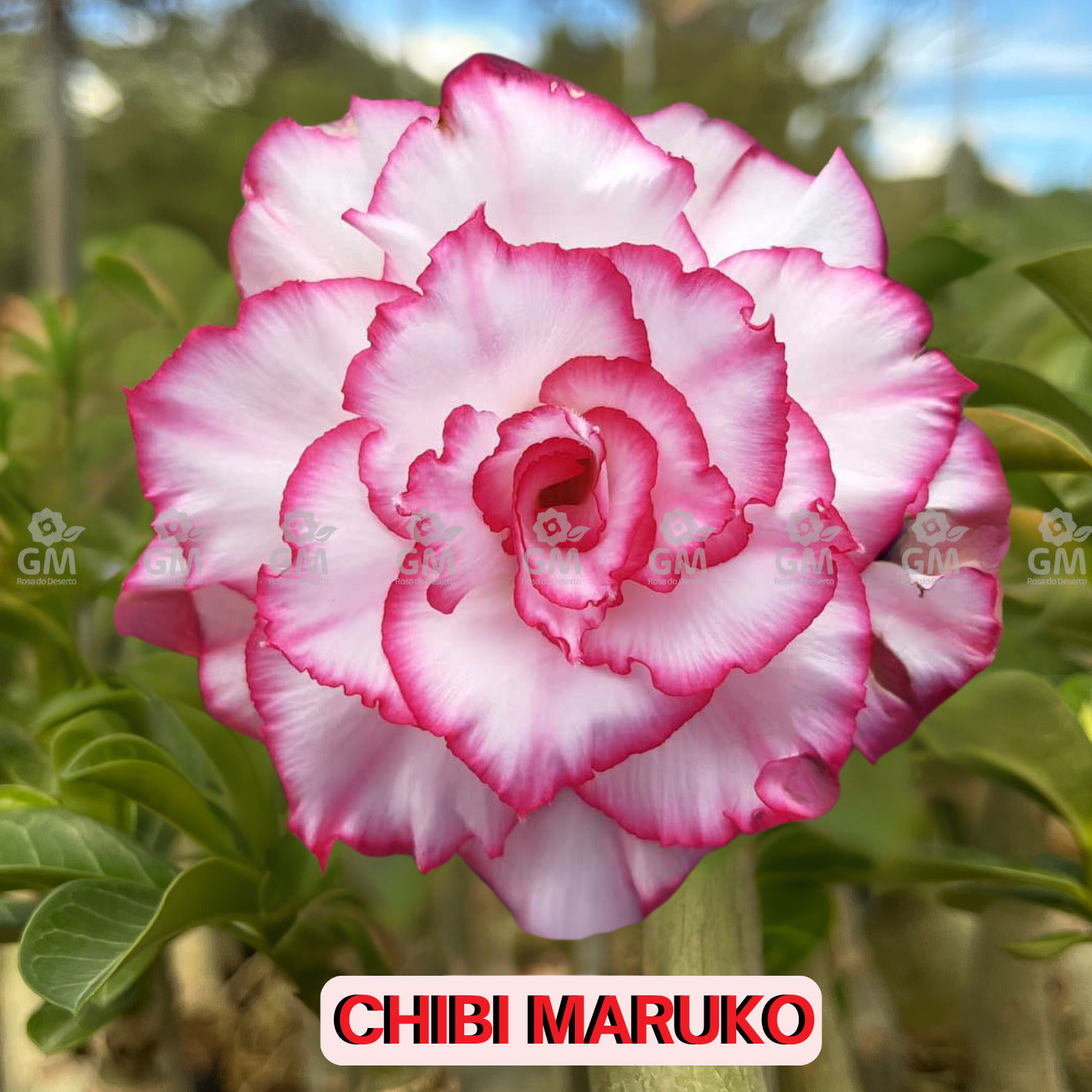 - Rosa do Deserto - CHIBI MARUKO