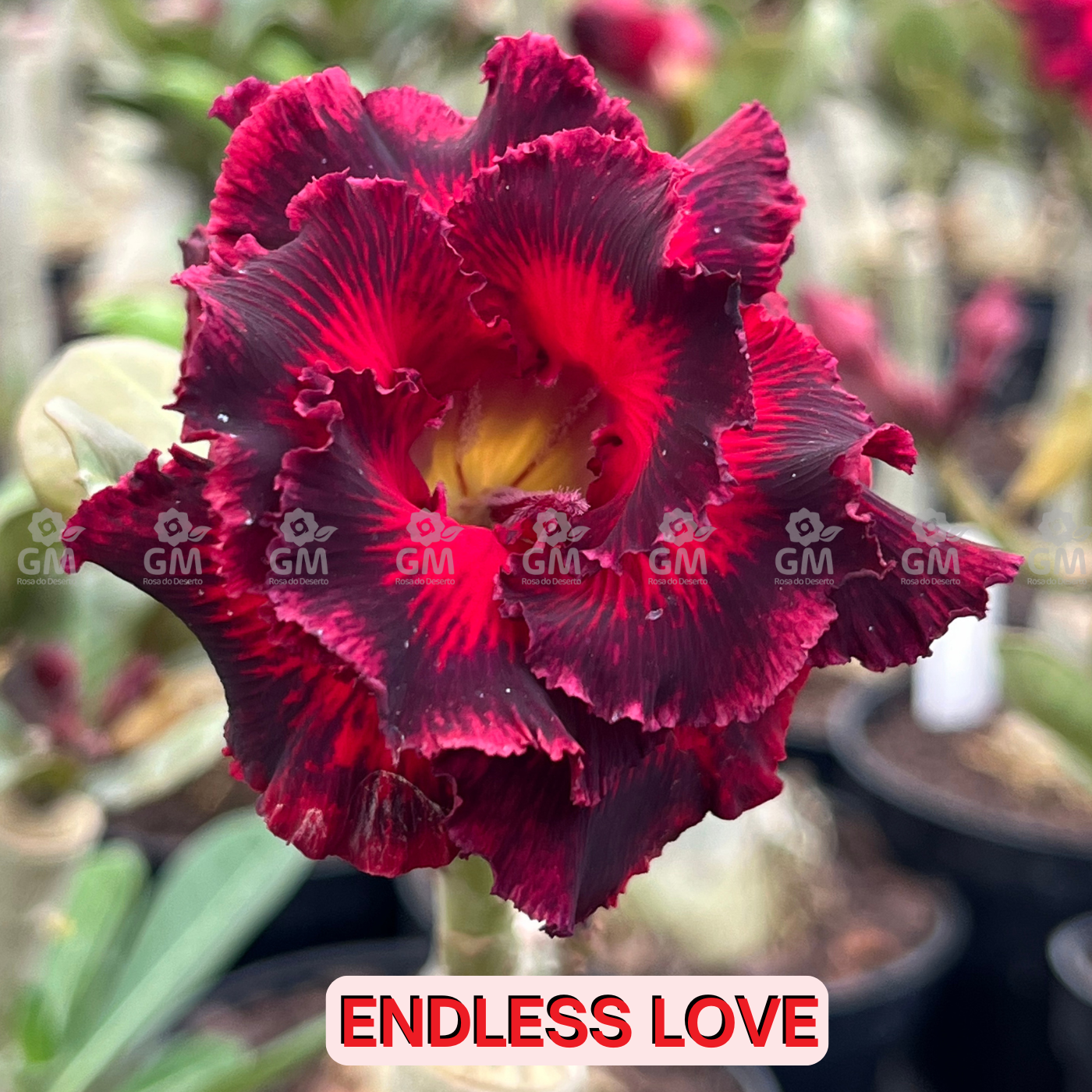 - Rosa do Deserto - ENDLESS LOVE  ( FLOR TRIPLA )