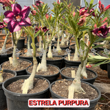 Rosa do Deserto - ENXERTO ADULTO - ESTRELA PURPURA