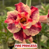 - Rosa do Deserto - FIRE PRINCESS