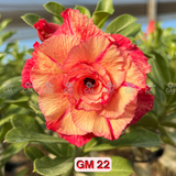- Rosa do Deserto - GM 22 ( FLOR GRANDE E MULTIPÉTALAS )