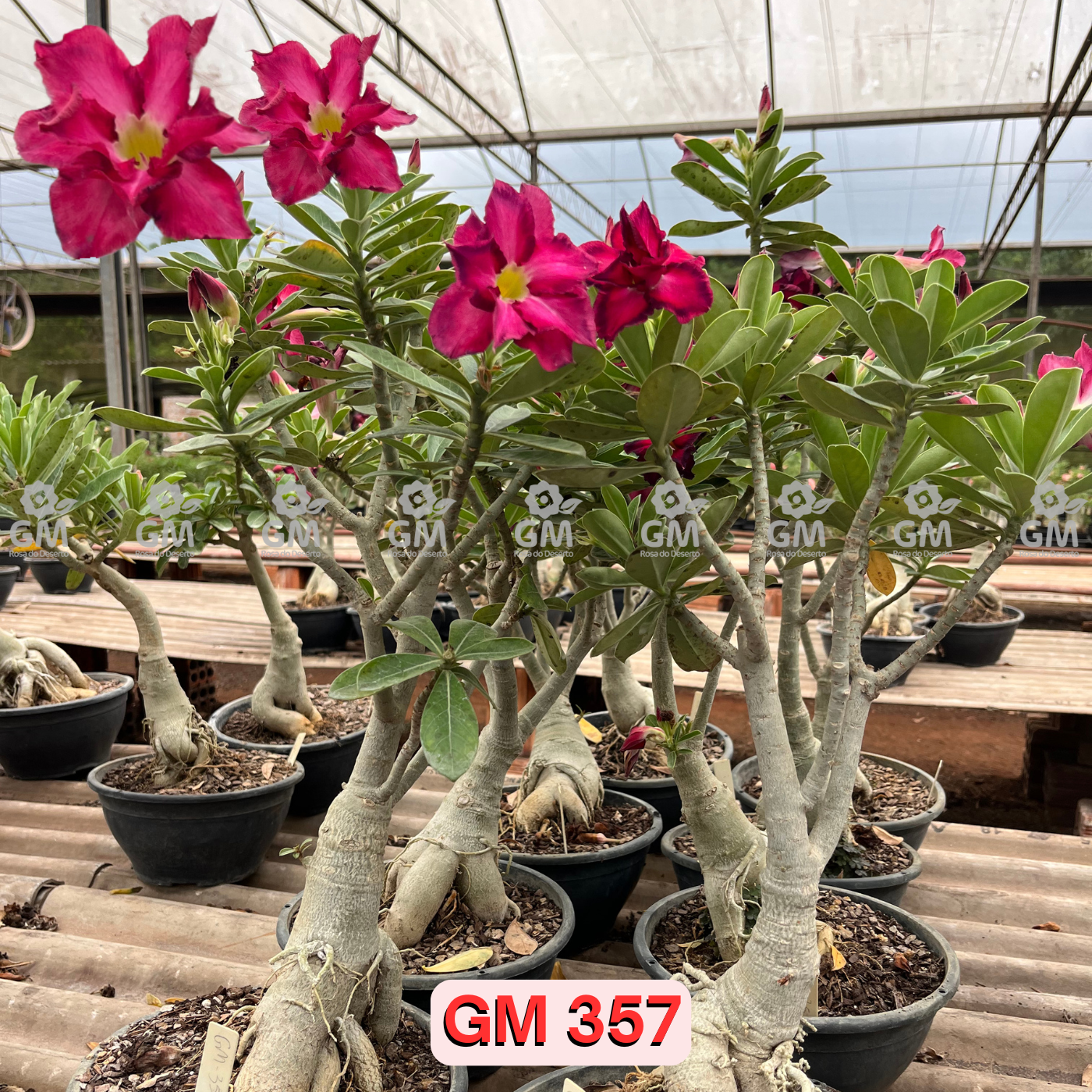 0370 - Rosa do Deserto - ENXERTO ADULTO - GM 357