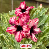 0147 - Rosa do Deserto - GM 410 ( FLOR TRIPLA )