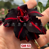 - Rosa do Deserto - GM 53 ( FLOR TRIPLA )