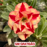 - Rosa do Deserto - GM GRATIDÃO