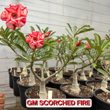 Rosa do Deserto - ENXERTO ADULTO - GM SCORCHED FIRE