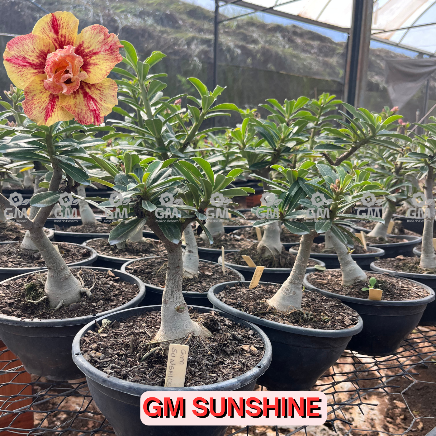 Rosa do Deserto - ENXERTO ADULTO - GM SUNSHINE