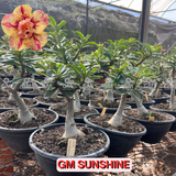 Rosa do Deserto - ENXERTO ADULTO - GM SUNSHINE