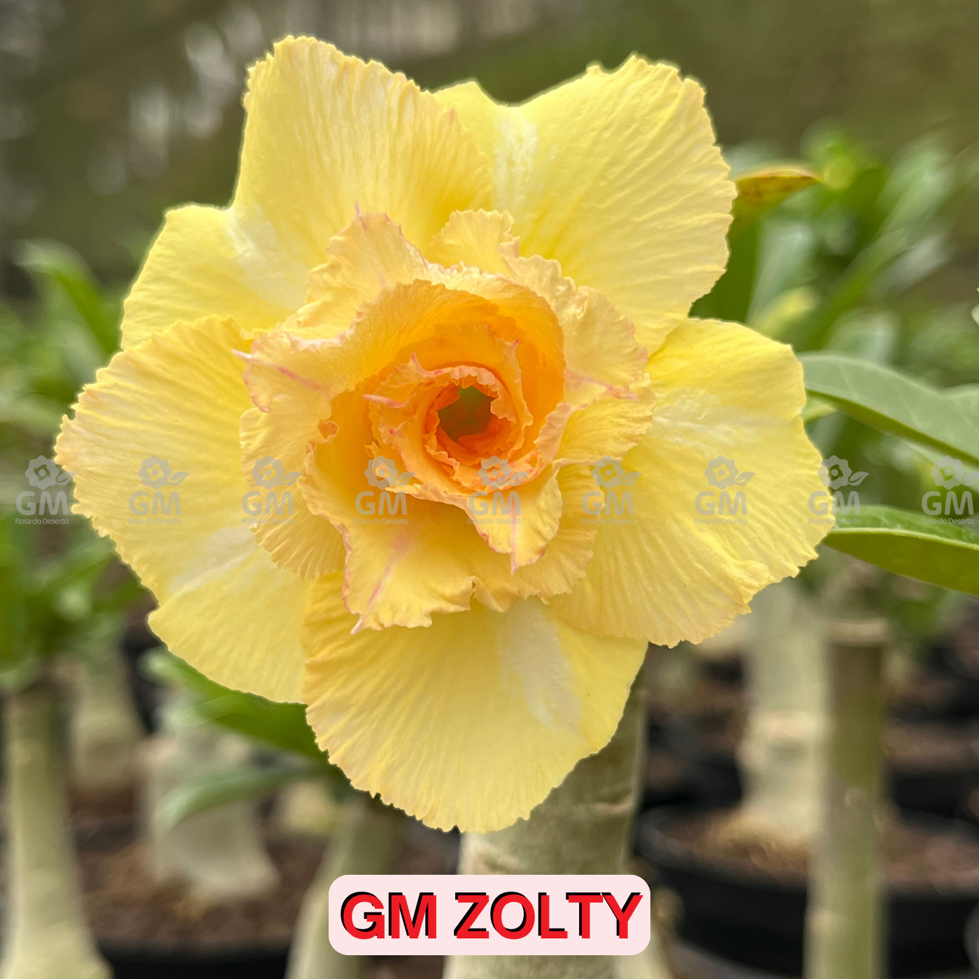 - Rosa do Deserto - GM ZOLTY ( FLOR TRIPLA )