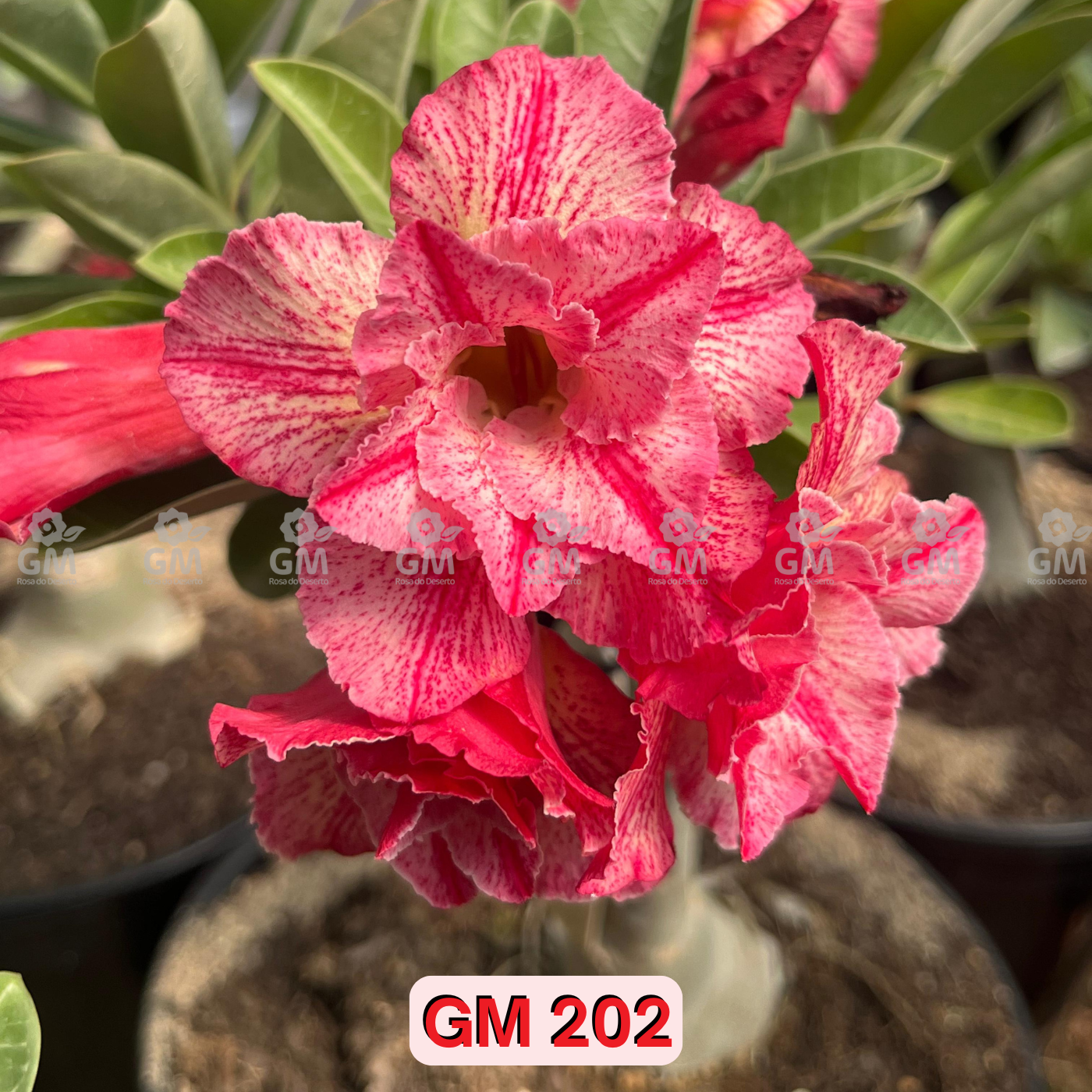 0281 - Rosa do Deserto - GM 202