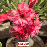 0281 - Rosa do Deserto - GM 202