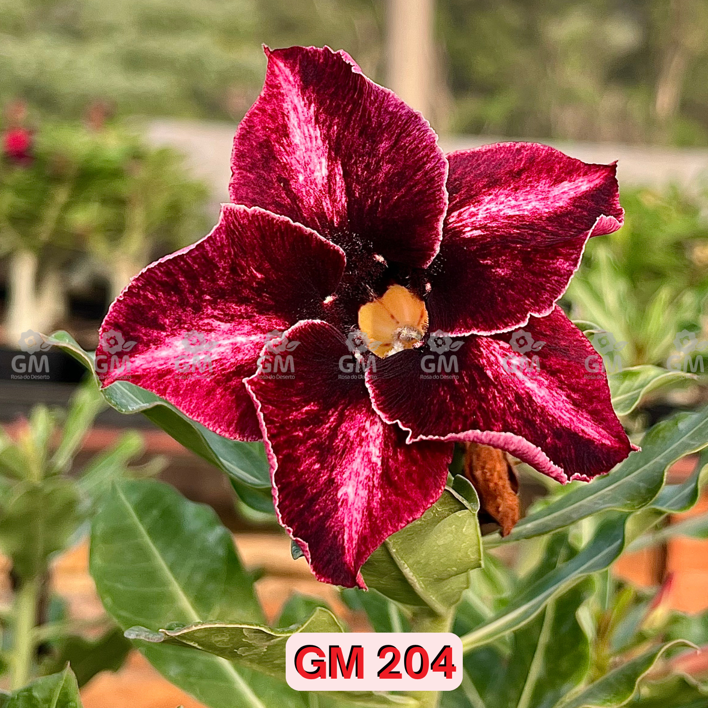 - Rosa do Deserto - GM 204 ( FLOR GRANDE )
