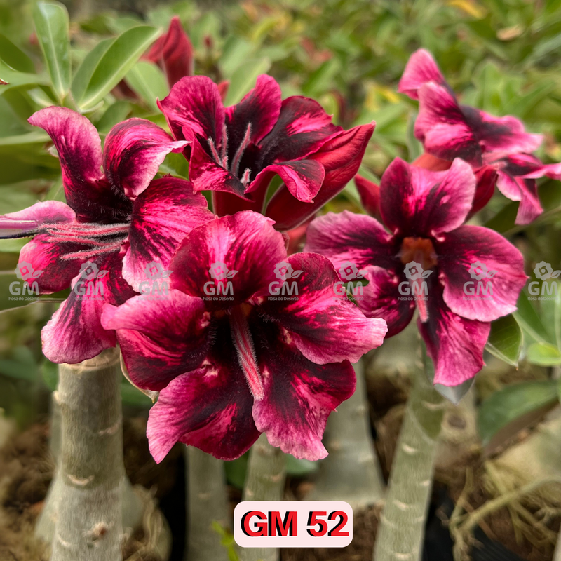 - Rosa do Deserto -GM 52 PERFUMADA