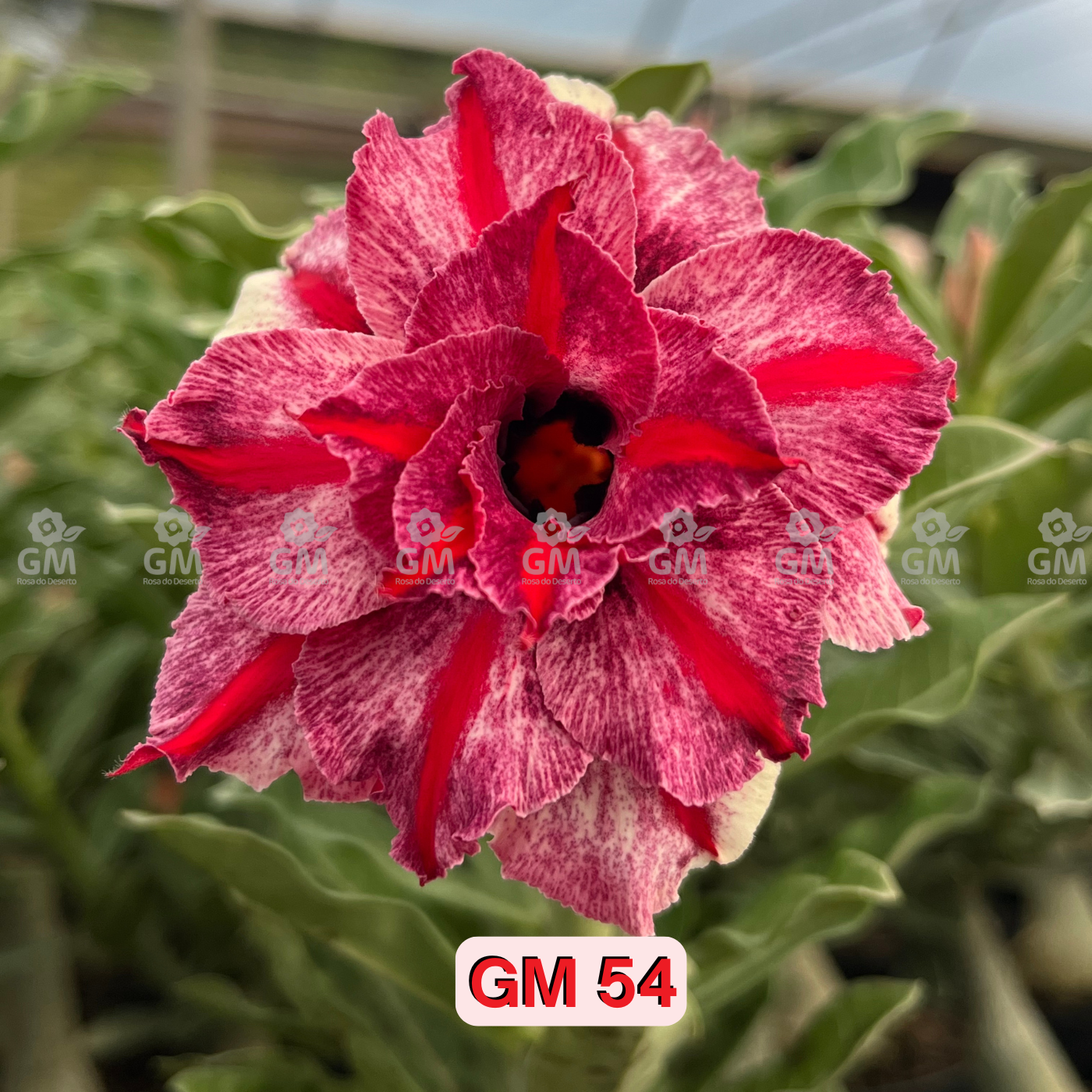 0148 - Rosa do Deserto - GM 54 - ( PÉTALAS TRIPLAS )