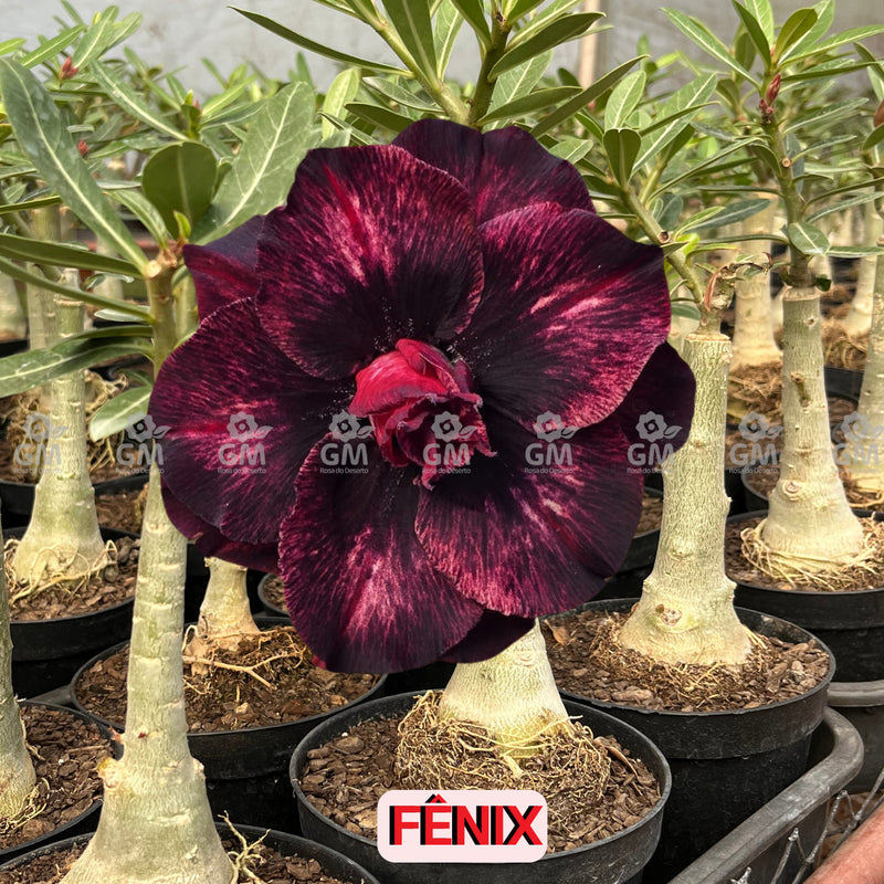 - Rosa do Deserto - BRD FÊNIX