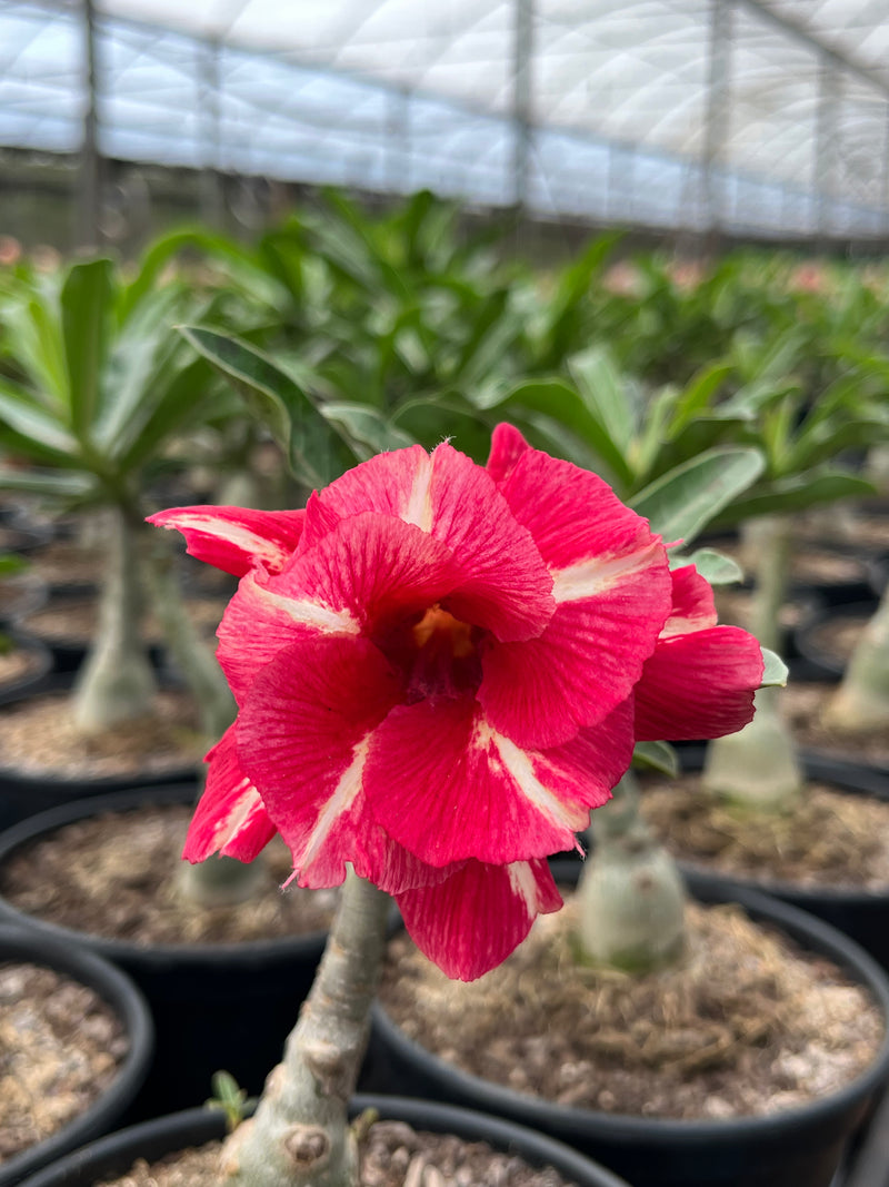 0119 - Rosa do Deserto - LM 130