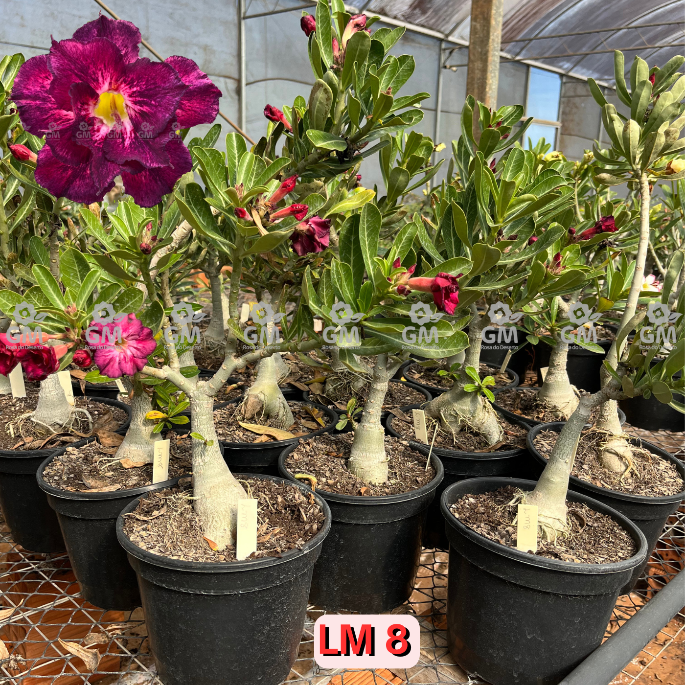 Rosa do Deserto - ENXERTO ADULTO - LM 8