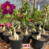 Rosa do Deserto - ENXERTO ADULTO - LM 8