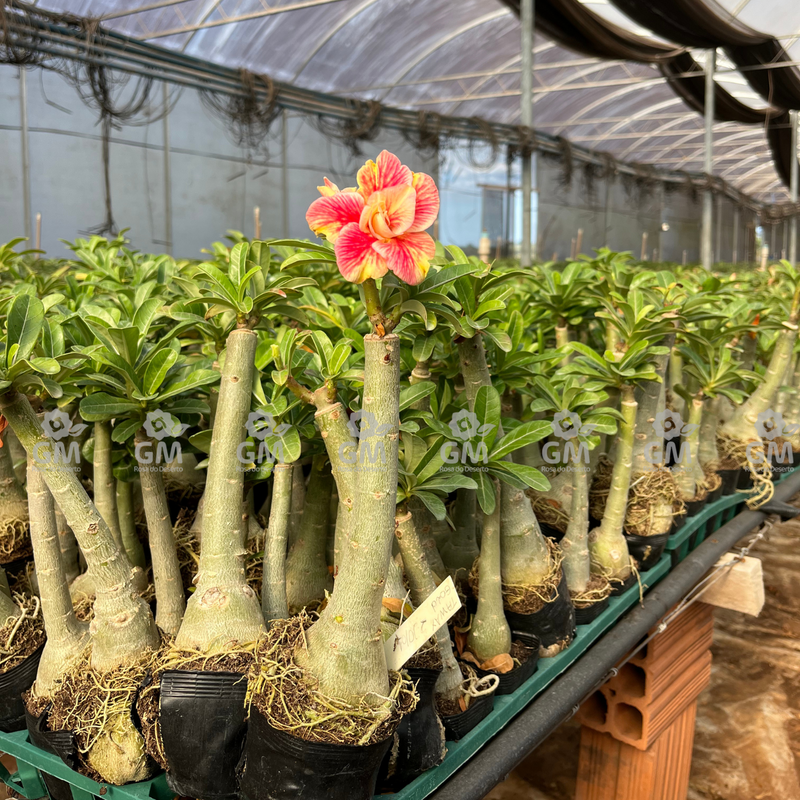 - Rosa do Deserto - Taiwan Gold