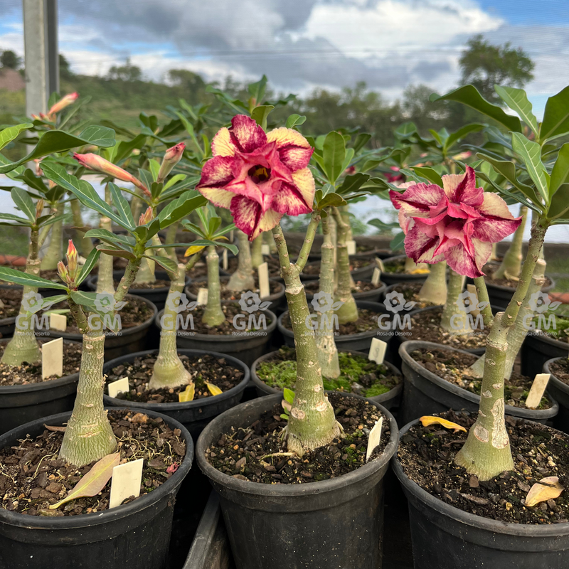 0146 - Rosa do Deserto - LM 60