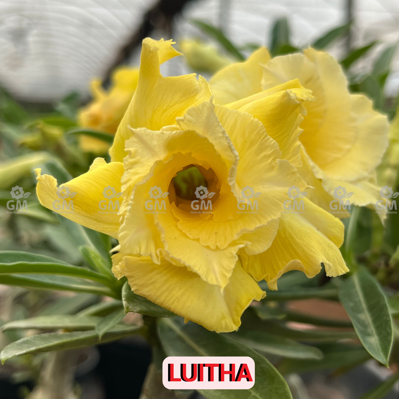 - Rosa do Deserto - LUITHA