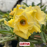 - Rosa do Deserto - LUITHA
