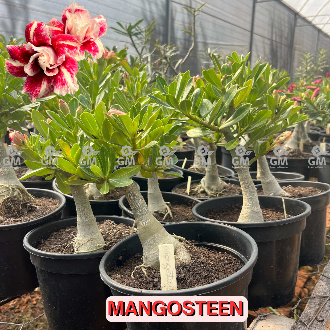 Rosa do Deserto - ENXERTO ADULTO - MANGOSTEEN