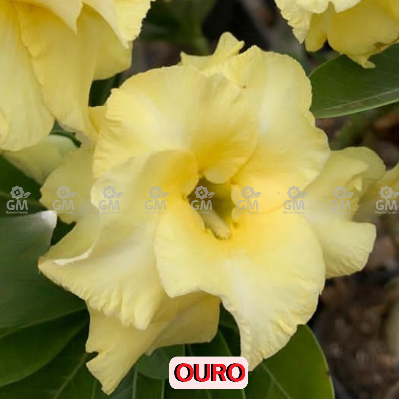 - Rosa do Deserto - OURO