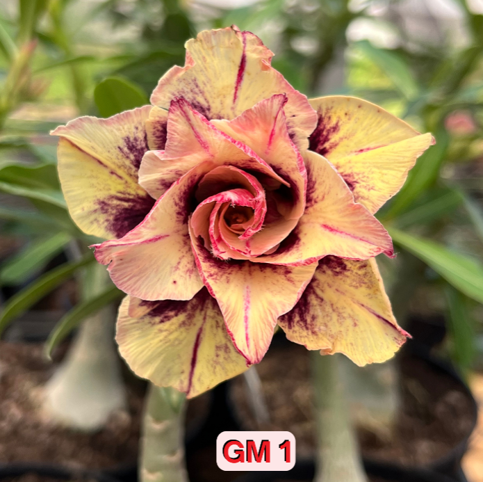 Rosa do Deserto - ENXERTO ADULTO - GM 1