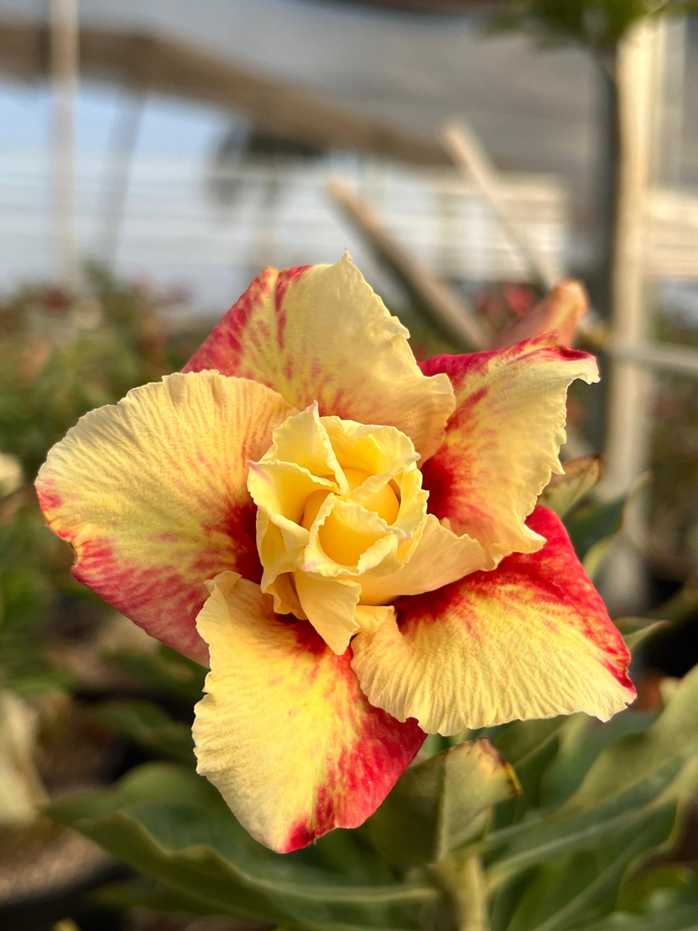 Rosa do Deserto - PALOMA BERNARDI