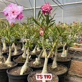 Rosa do Deserto - ENXERTO ADULTO - TS 110