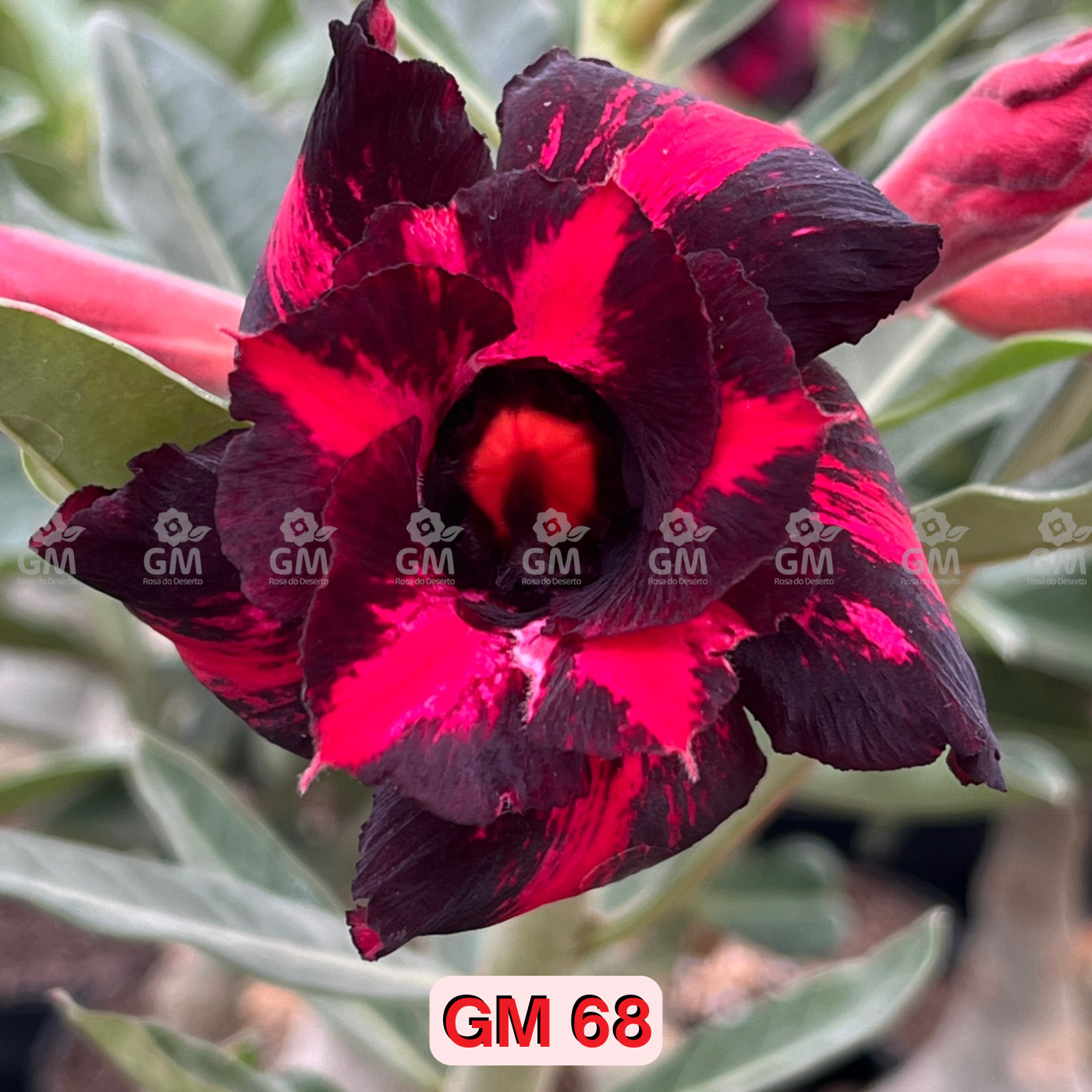 0284 - Rosa do Deserto - GM 68